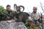 Muflon hunt2009