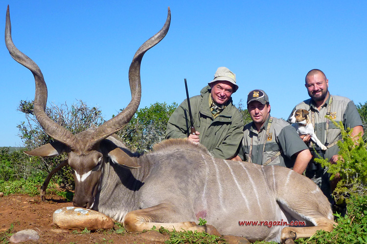 Eastern Cape greater kudu